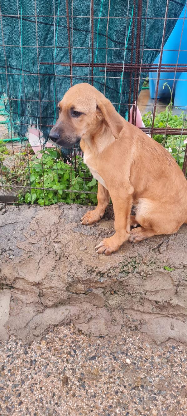 🚨 BENNY — SONO SOLO UN CUCCIOLO E NON VOGLIO CRESCERE IN RECINTO! 🚨 Foto 2